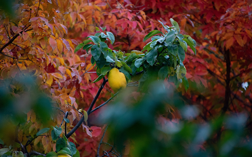 Autumn fruit tree  from Chrome web store to be run with OffiDocs Chromium online