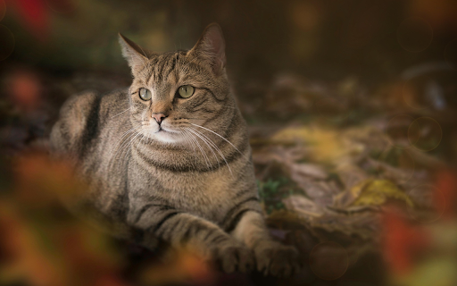 Autumn Gaze  from Chrome web store to be run with OffiDocs Chromium online