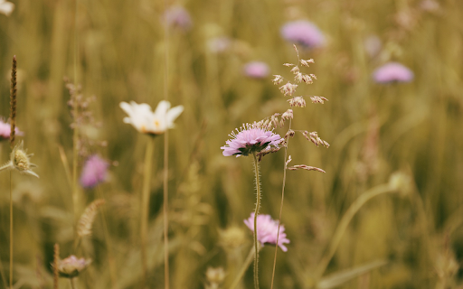 Autumn grass flowers  from Chrome web store to be run with OffiDocs Chromium online