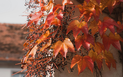 Autumn Ivy on Urban Wall  from Chrome web store to be run with OffiDocs Chromium online
