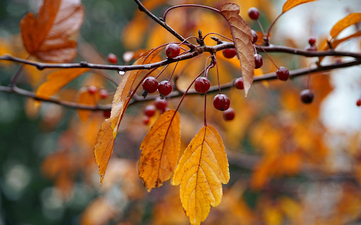 Autumn Leaves and Berries  from Chrome web store to be run with OffiDocs Chromium online