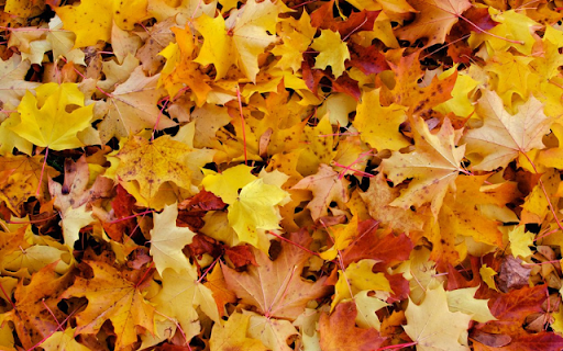 Autumn Leaves Pile  from Chrome web store to be run with OffiDocs Chromium online
