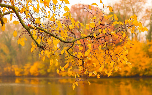 autumn leaves yellow  from Chrome web store to be run with OffiDocs Chromium online