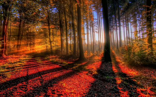 Autumn Sunbeams  from Chrome web store to be run with OffiDocs Chromium online