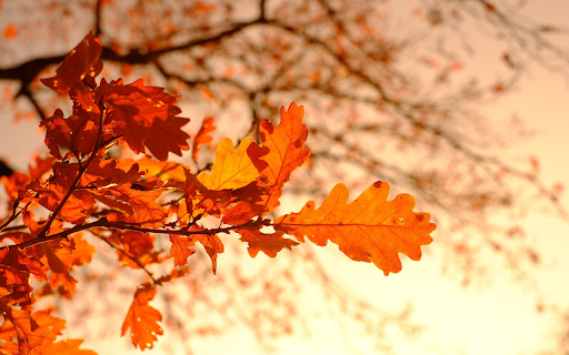 Autumn tree branches  from Chrome web store to be run with OffiDocs Chromium online
