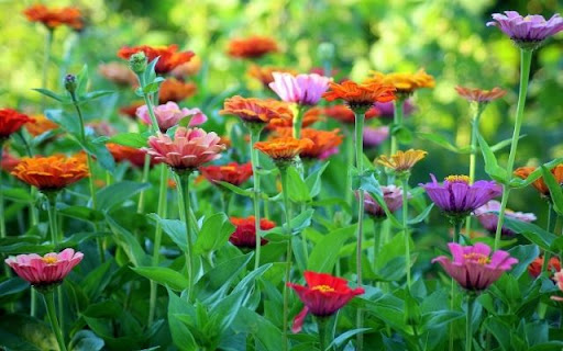 A Vibrant Zinnia Meadow  from Chrome web store to be run with OffiDocs Chromium online