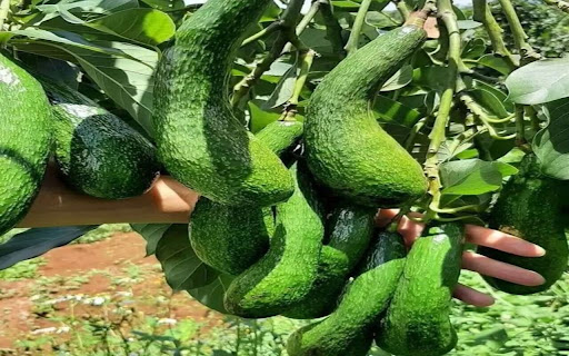 avocado tree wallpaper  from Chrome web store to be run with OffiDocs Chromium online