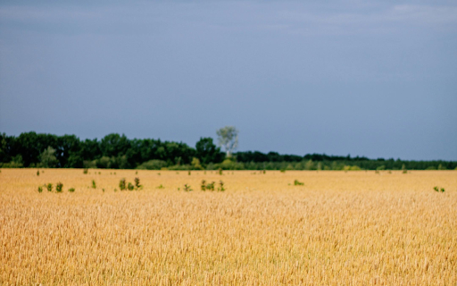 A Wheat Field under a Blue Sky  from Chrome web store to be run with OffiDocs Chromium online