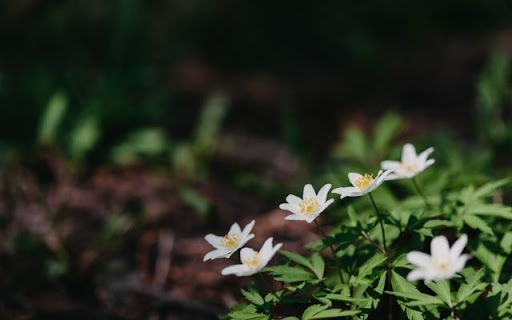 A Whispering Cluster of Anemone nemorosa  from Chrome web store to be run with OffiDocs Chromium online
