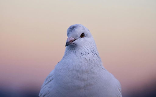 A white bird sitting on a fence  from Chrome web store to be run with OffiDocs Chromium online