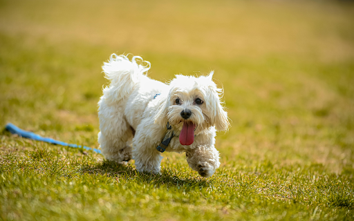 A White Shih Tzu Dog Walking on the Grass  from Chrome web store to be run with OffiDocs Chromium online
