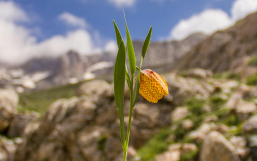 A Yellow Fritillaria Flower  from Chrome web store to be run with OffiDocs Chromium online