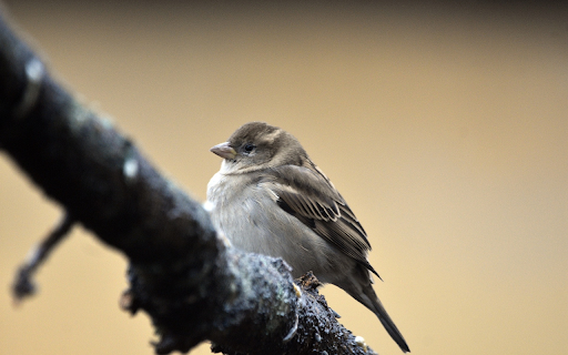 A young bird perches on a branch  from Chrome web store to be run with OffiDocs Chromium online