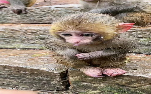 baboon monkey wallpaper  from Chrome web store to be run with OffiDocs Chromium online