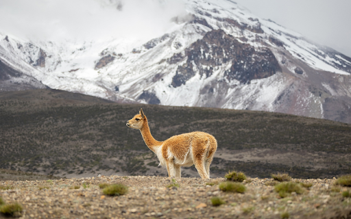 Baby camel  from Chrome web store to be run with OffiDocs Chromium online