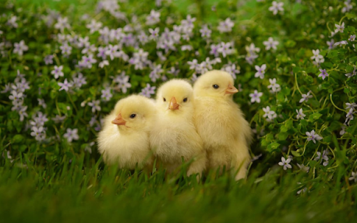 Baby Chick: A Tiny Bundle of Joy  from Chrome web store to be run with OffiDocs Chromium online