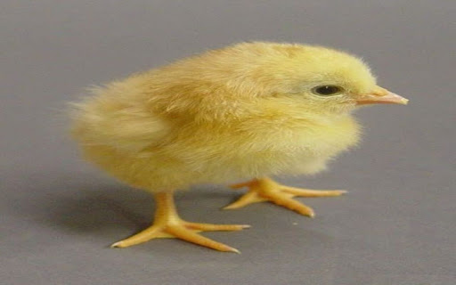 baby chicken wallpaper  from Chrome web store to be run with OffiDocs Chromium online