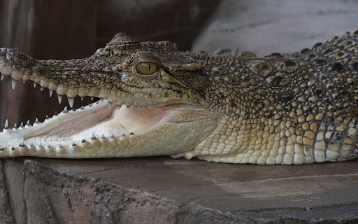 Baby crocodile  from Chrome web store to be run with OffiDocs Chromium online