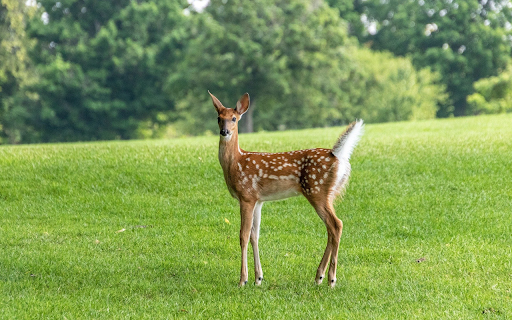 Baby deer  from Chrome web store to be run with OffiDocs Chromium online