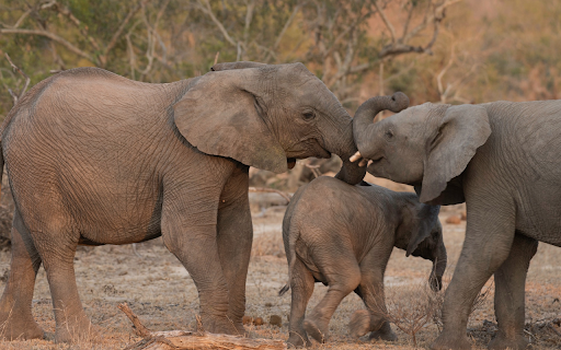 Baby Elephant Family  from Chrome web store to be run with OffiDocs Chromium online