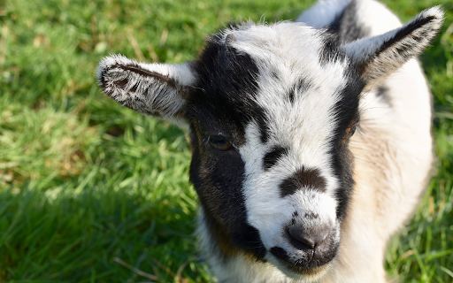 Baby goat  from Chrome web store to be run with OffiDocs Chromium online