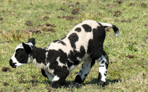 Baby Lamb with Cow Hair from Chrome web store to be run with OffiDocs Chromium online Baby Lamb with Cow Hair from Chrome web store to be run with OffiDocs Chromium online