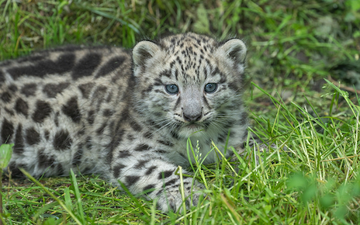 Baby leopard  from Chrome web store to be run with OffiDocs Chromium online
