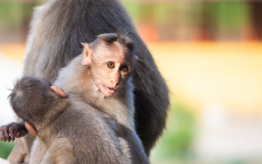 Baby Monkeys  from Chrome web store to be run with OffiDocs Chromium online