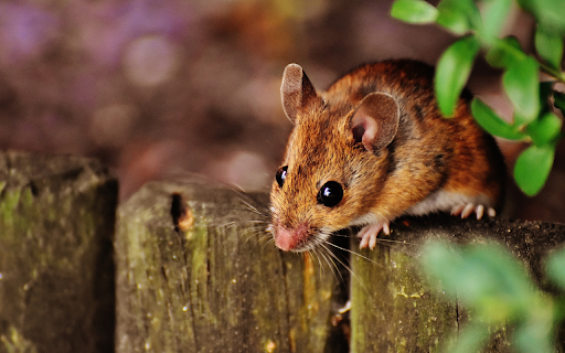 Baby mouse  from Chrome web store to be run with OffiDocs Chromium online