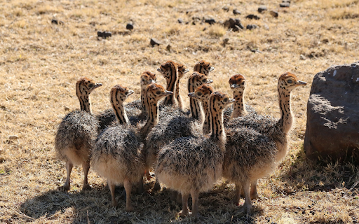 baby ostriches  from Chrome web store to be run with OffiDocs Chromium online
