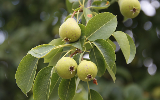 Baby pears  from Chrome web store to be run with OffiDocs Chromium online