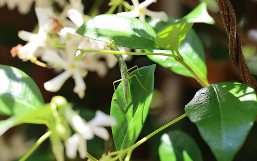 Baby Praying Mantis  from Chrome web store to be run with OffiDocs Chromium online