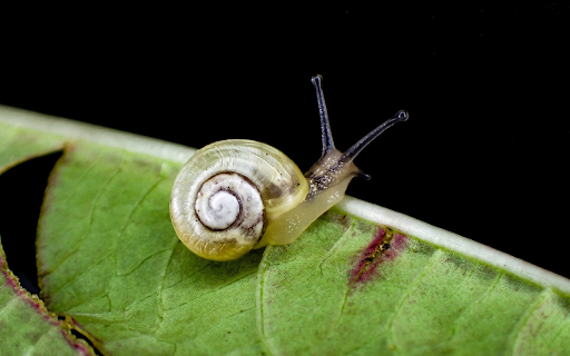 Baby snail  from Chrome web store to be run with OffiDocs Chromium online
