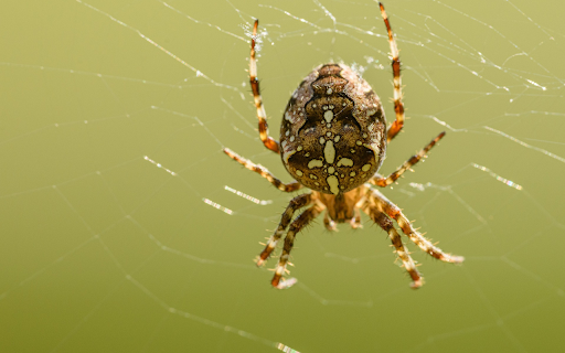 Baby spider spins web  from Chrome web store to be run with OffiDocs Chromium online