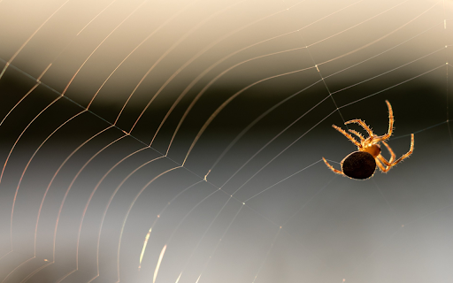 Baby spiders spin silk  from Chrome web store to be run with OffiDocs Chromium online