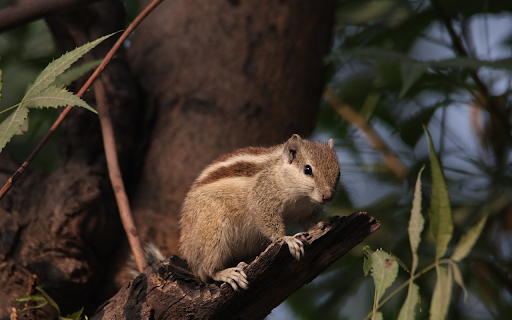 Baby squirrel  from Chrome web store to be run with OffiDocs Chromium online