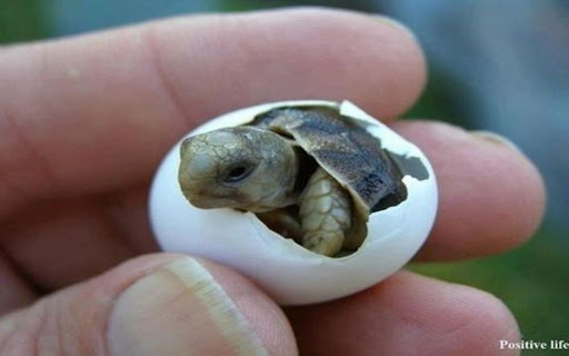baby turtle hatching from egg wallpaper  from Chrome web store to be run with OffiDocs Chromium online