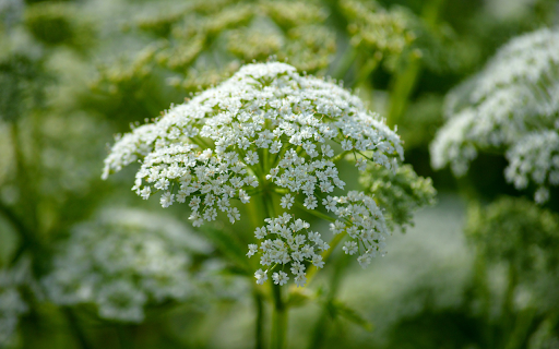 Baby white flowers  from Chrome web store to be run with OffiDocs Chromium online