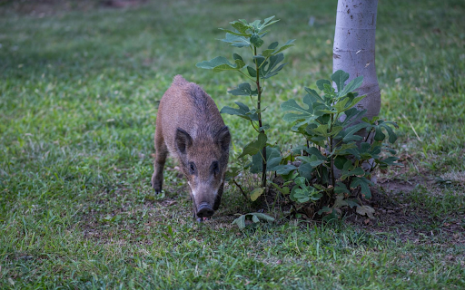 Baby Wild Boar  from Chrome web store to be run with OffiDocs Chromium online