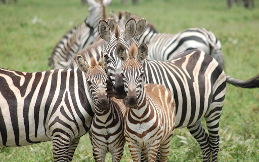 Baby zebras  from Chrome web store to be run with OffiDocs Chromium online