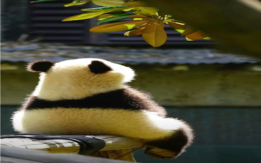 Back to back panda wallpaper  from Chrome web store to be run with OffiDocs Chromium online