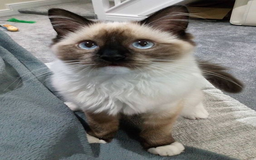 Balinese cat wallpaper  from Chrome web store to be run with OffiDocs Chromium online
