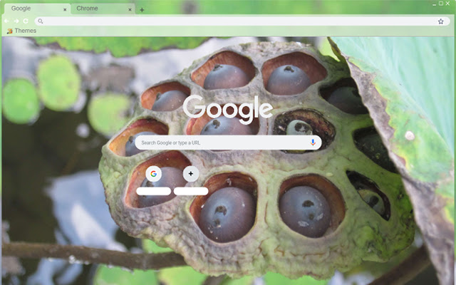 Balinese Lotus Pod  from Chrome web store to be run with OffiDocs Chromium online