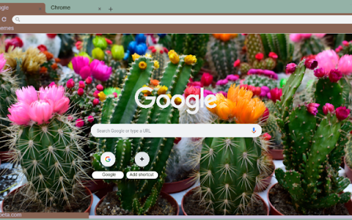 Ball Cactus Flower  from Chrome web store to be run with OffiDocs Chromium online