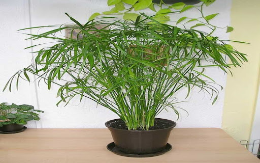 bamboo cloud wallpaper  from Chrome web store to be run with OffiDocs Chromium online