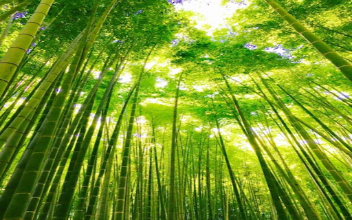 bamboo forest wallpaper  from Chrome web store to be run with OffiDocs Chromium online