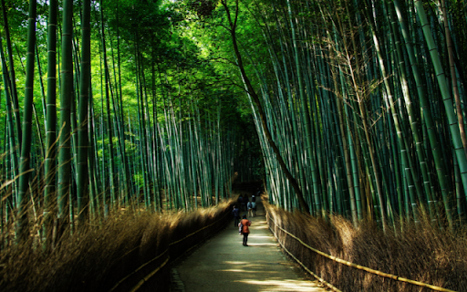 Bamboos Emerald Embrace  from Chrome web store to be run with OffiDocs Chromium online