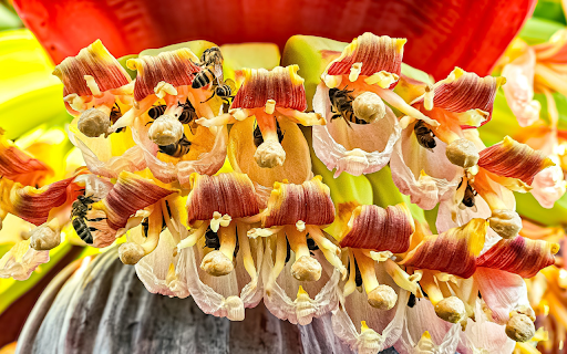 Banana flowers and honey bees  from Chrome web store to be run with OffiDocs Chromium online