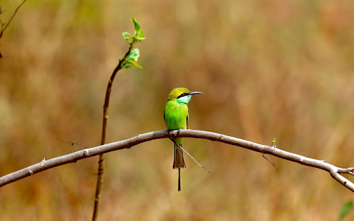 Banana Hat Green Bird  from Chrome web store to be run with OffiDocs Chromium online