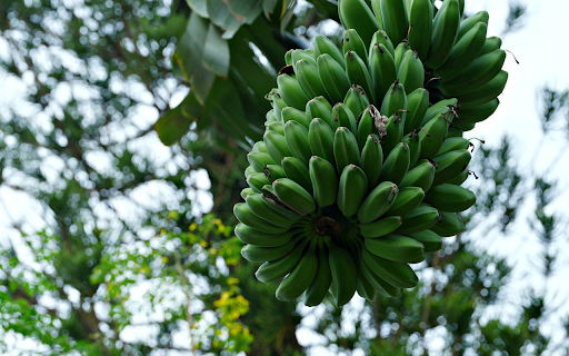 Banana leaves of childhood  from Chrome web store to be run with OffiDocs Chromium online